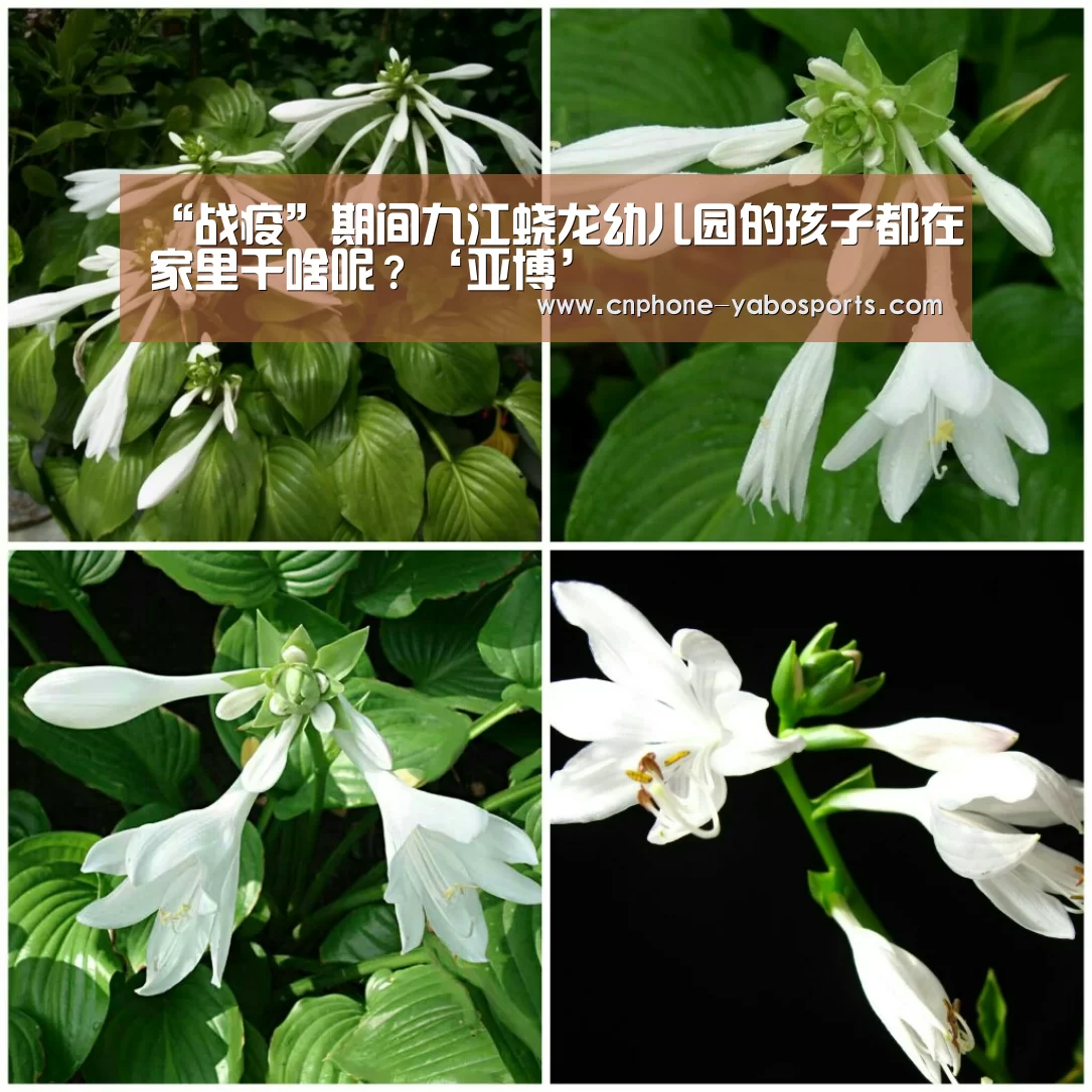 亚博体育官网